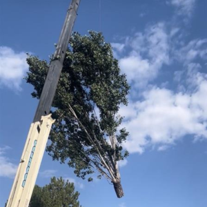Crane 1
