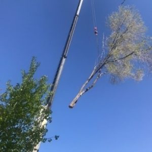 Crane Work 2